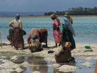 Donne di Zanzibar cercatrici di oro e cibo