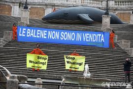 balena gigante greenpeace