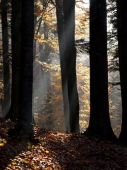 foresta
