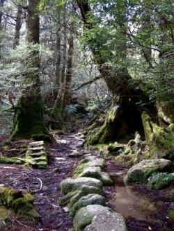 forest garden