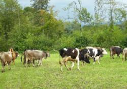 Allevamento di bovini
