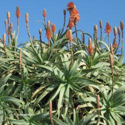 Aloe Arborescens