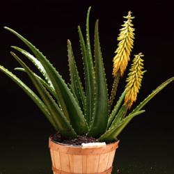 aloe vera inquinamento ambienti