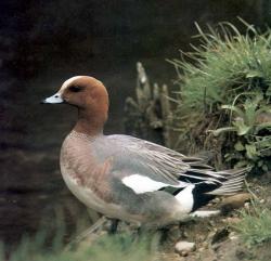 Il Fischione Anas penelope durante i mesi invernali sosta nella Valle San Floriano Fischione Anas penelope