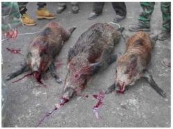 animali uccisi caccia morti ufficiali