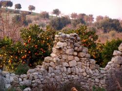 Aranci