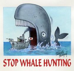 balena caccia illegale