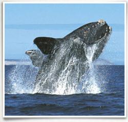 balene morte commercio inquinamento