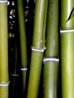 bamboo canne