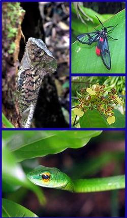 biodiversit