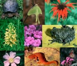 biodiversita wwf italia