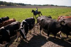 biologico svezia bestiame 