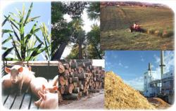 biomasse sosteniblità paesi europei
