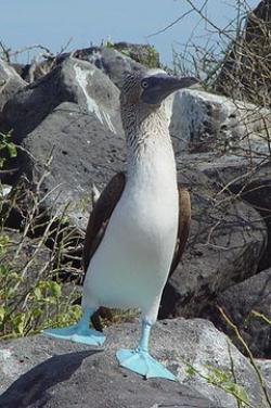 body uccello galapagos