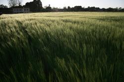 comune cassinetta lugagnano campo grano