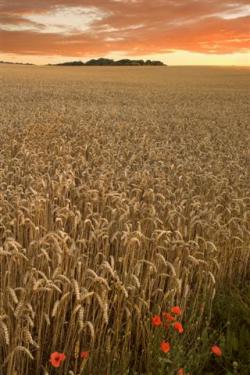 campo grano etanolo