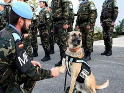 cani esercito guerra