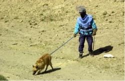 cane guerra mine esplosivi