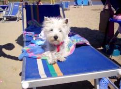 spiaggia cani italia