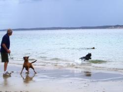 cani spiaggia gioco padrone