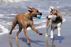 cani spiaggia gioco