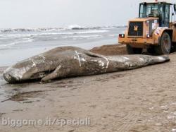 capodogli rifiuti plastica