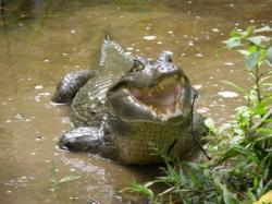 biodiversità coccodrillo foresta amazzonica