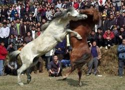 Combattimenti fra cavalli