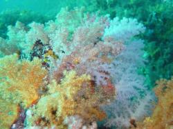 corallo mediterraneo 