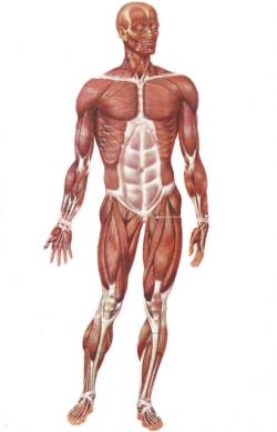 corpo umano malattia