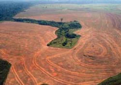 amazzonia deforestazione