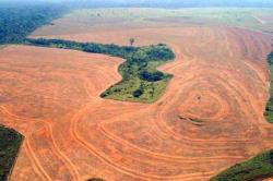 Responsabilità editori sulla deforestazione