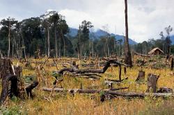 deforestazione foresta