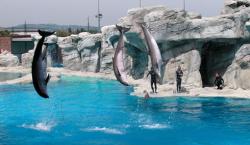 delfini giochi acrobatici