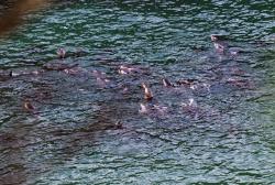 delfini giappone pescatori mattanza