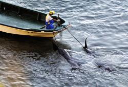 delfini giappone pescatore mattanza