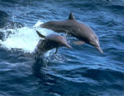 delfini salto
