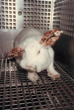 Coniglio vittima di test cutanei