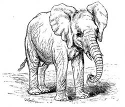 elefante africano