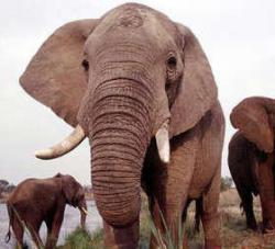 tanzania avorio commercio elefanti
