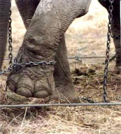 elefante incatenato