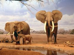 elefanti carta sri lanka