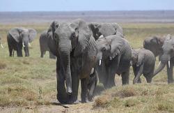 elefanti censimenti avorio traffico illecito