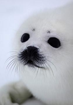 foca