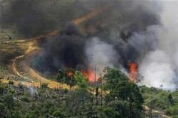 foresta indonesia fiamme