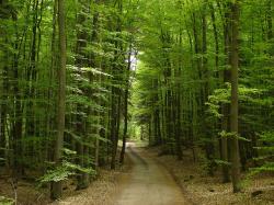 Un bosco bosco impronta eclogica