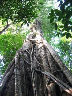 foresta indonesiana