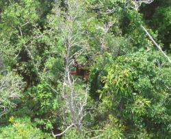 foresta tropicale indonesia