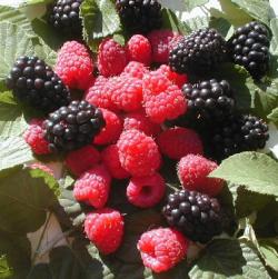 lamponi e more frutta