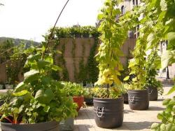 giardino abitazione tetto